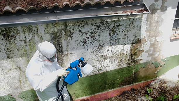 Top rated local Basement Mold Removal specialists in Maugansville, MD